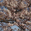 桜2012