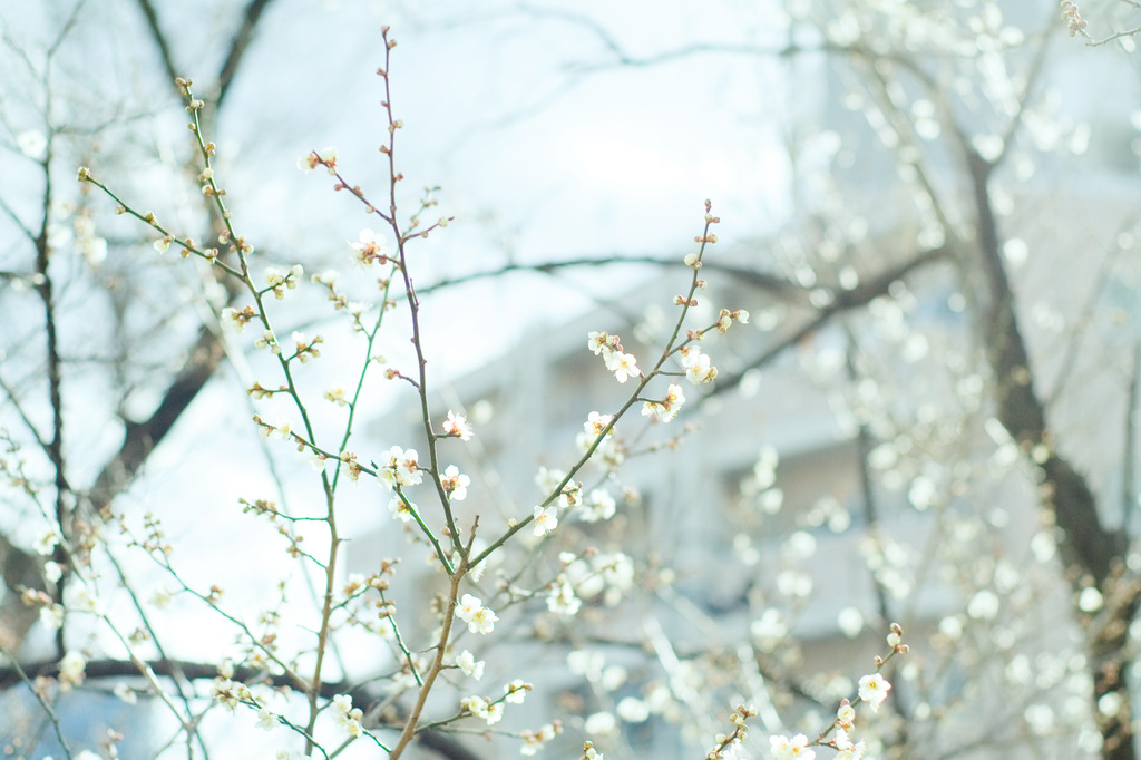 ume