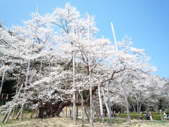 爛漫