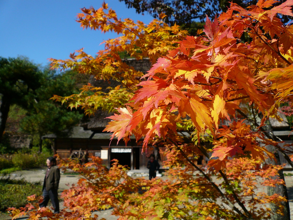 紅葉