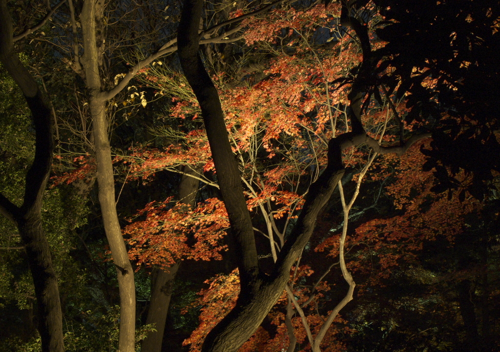 六儀園　2009冬