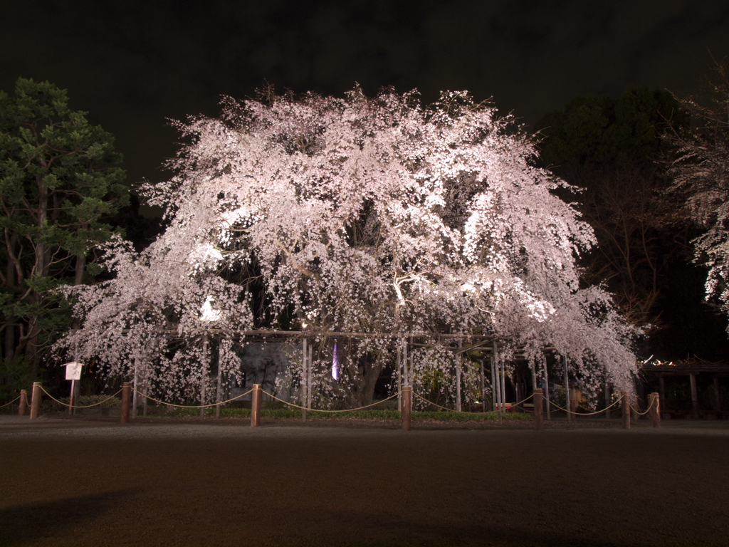 枝垂桜　六義園　2009.03.29