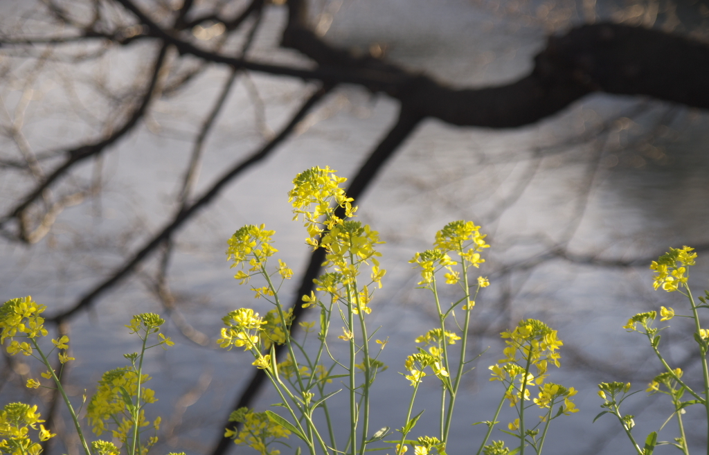 菜の花