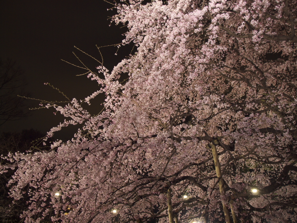 六義園　2010.03.31　