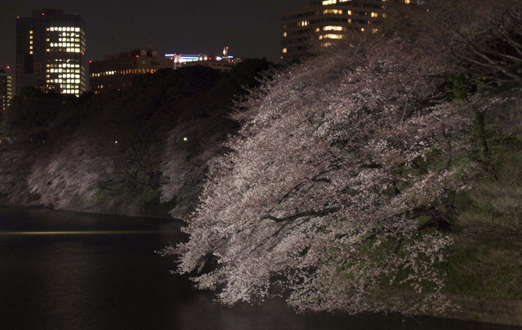 千鳥が淵　2009.04.02