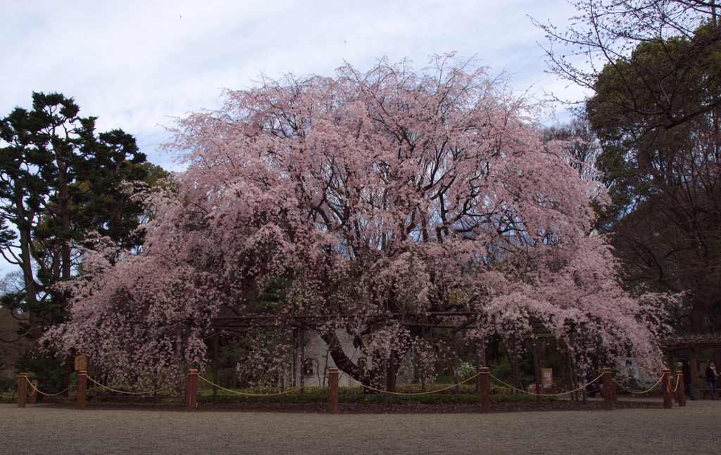 枝垂桜　六義園　2009.03.29