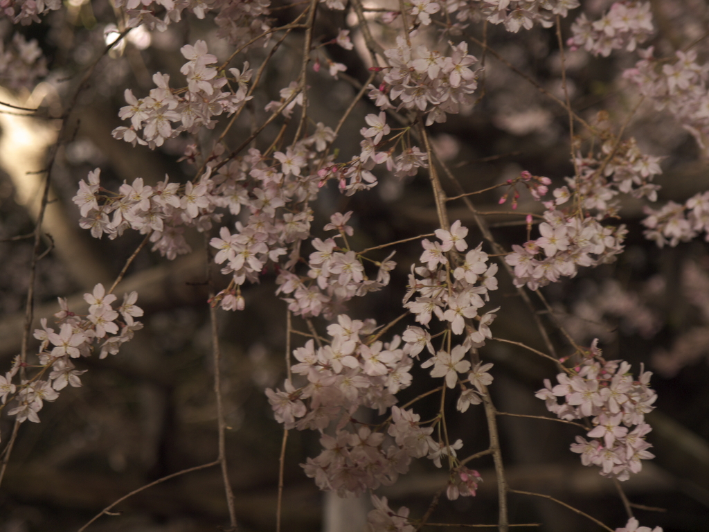 六義園　枝垂桜