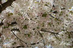 公園の桜