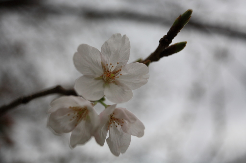 Sakura