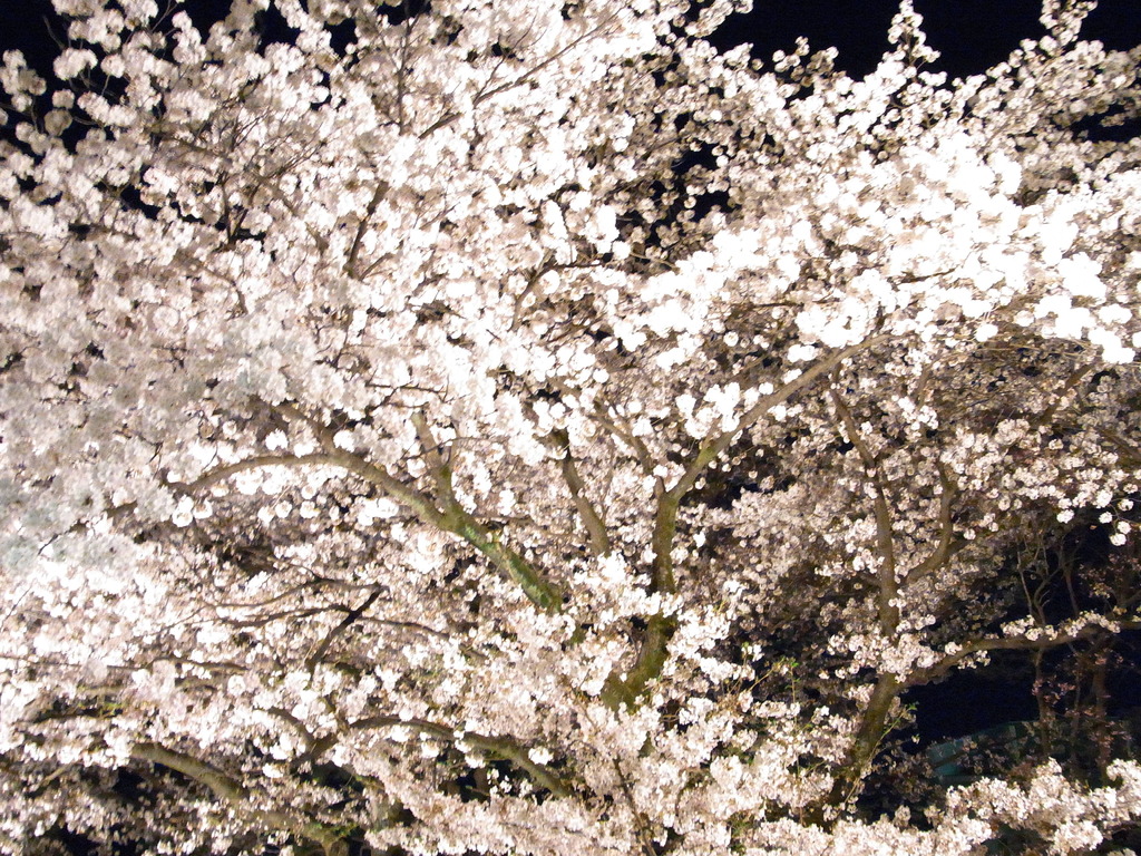 高崎夜桜