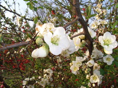 ぼけの花