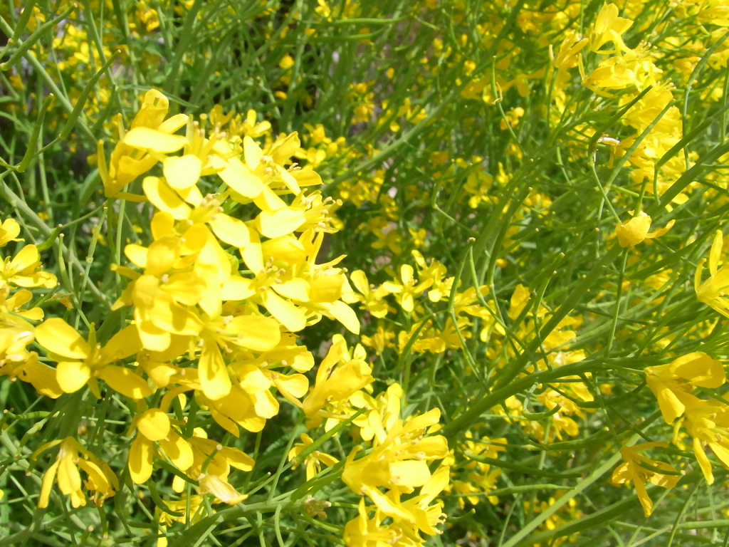 菜の花