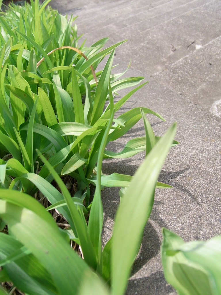 道草