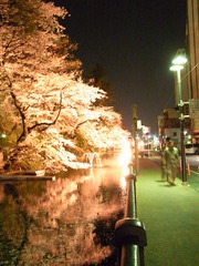 高崎夜桜