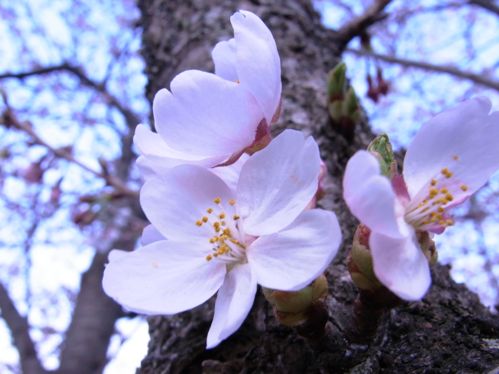 桜　一番好きな写真