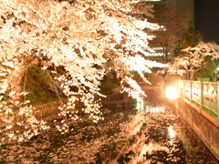 高崎夜桜