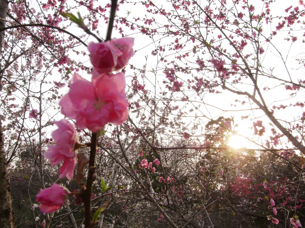 ボケの花