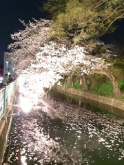 高崎夜桜