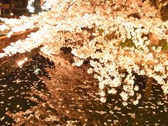 高崎夜桜