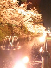 高崎夜桜