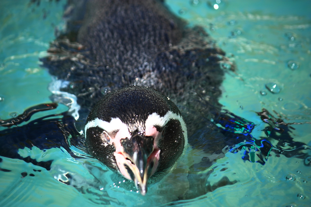ペンギン泳ぎ