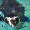 ペンギン泳ぎ