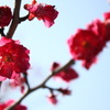 梅花