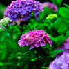 紫陽花2
