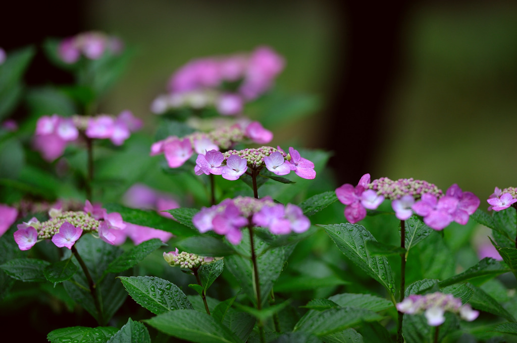 紫陽花