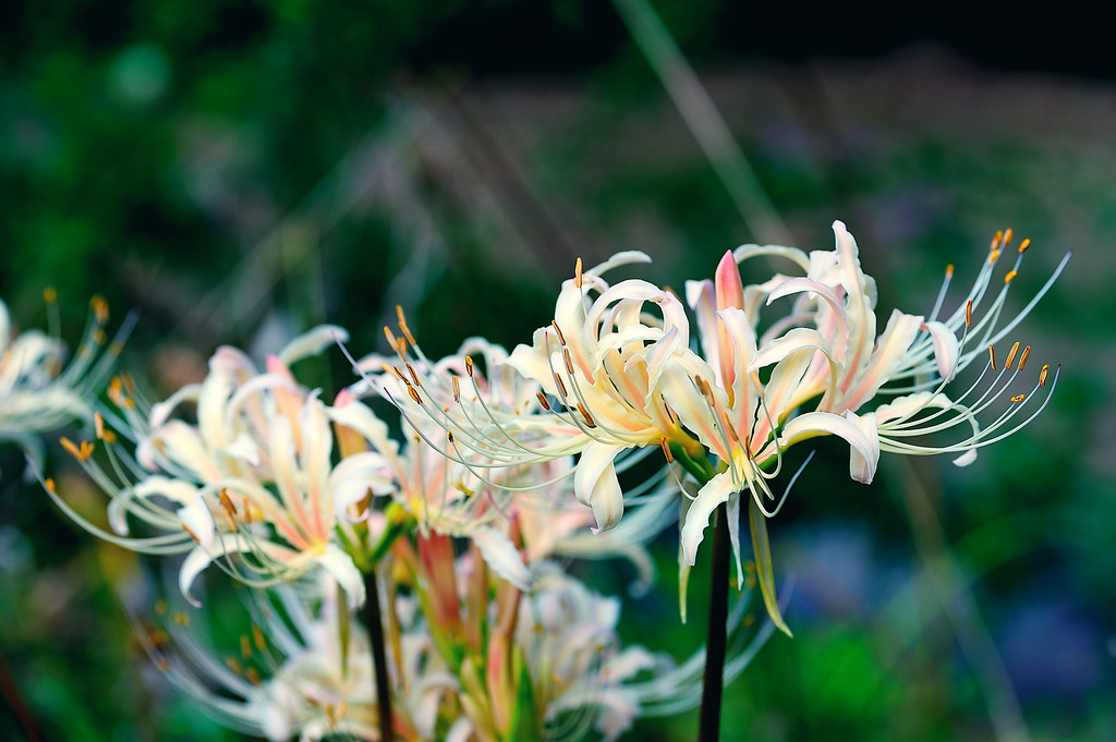 白曼珠沙華