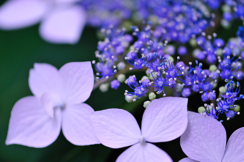 紫陽花1