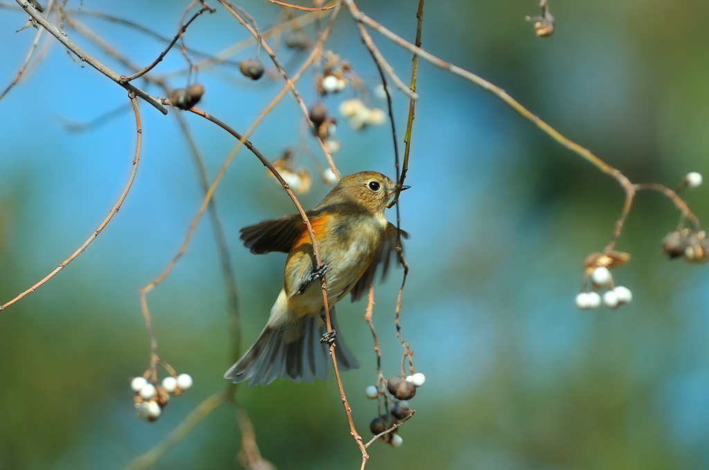 ルリビタキ♀