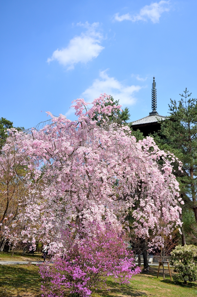 枝垂桜