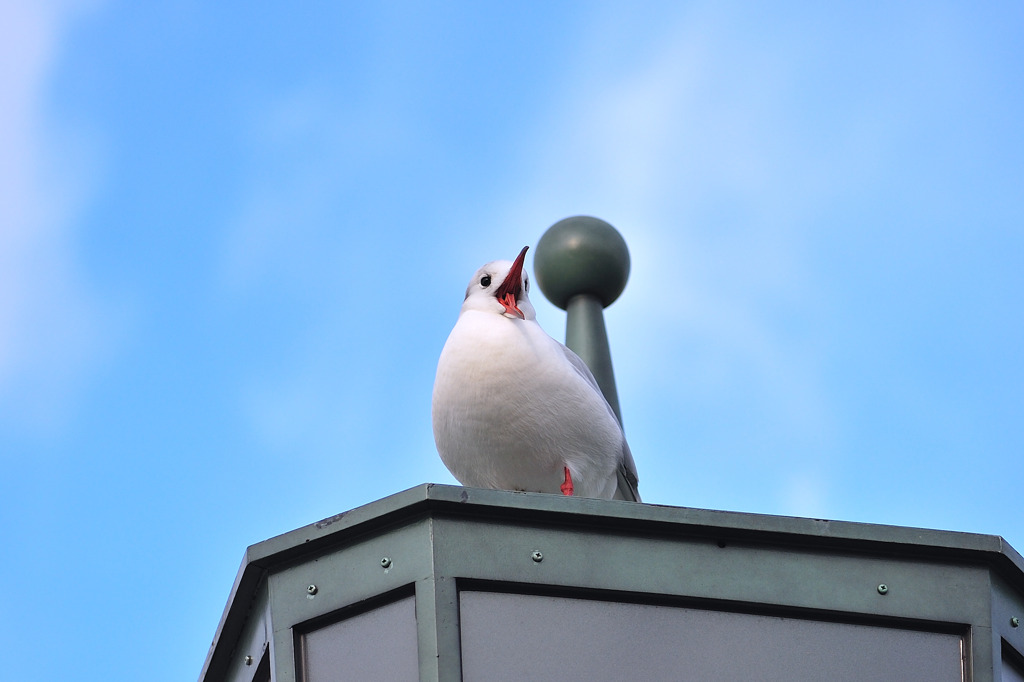 ゆりかもめ
