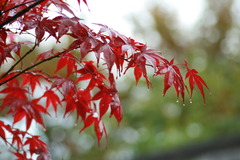雫