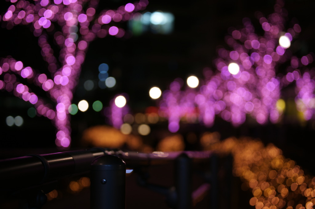 冬の桜
