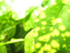 趣味は光合成です