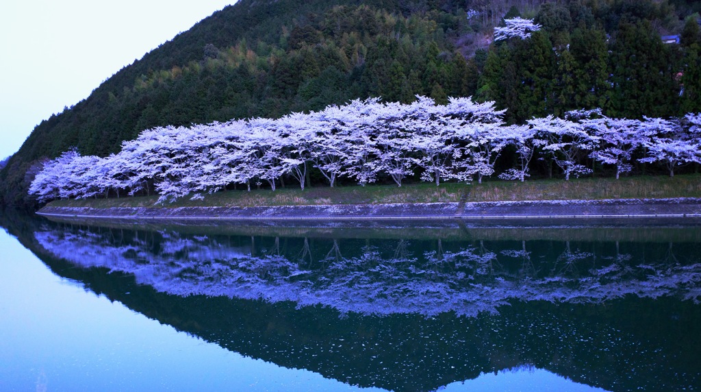 碧の中のさくら2
