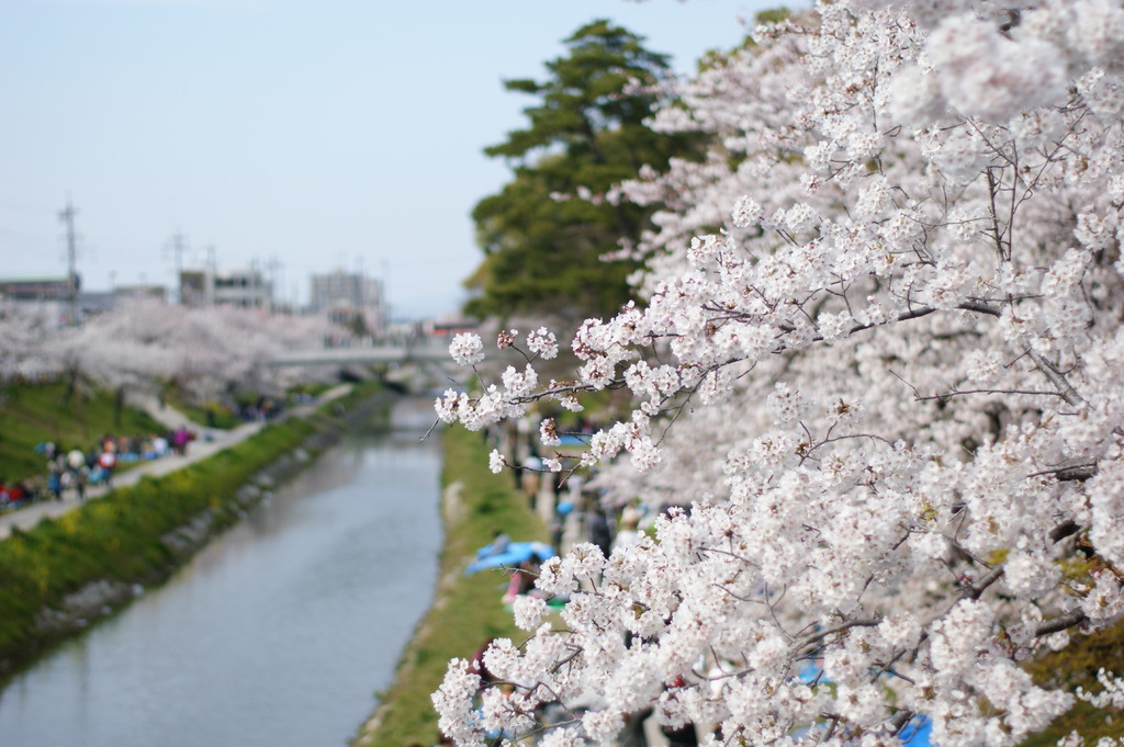 full bloom