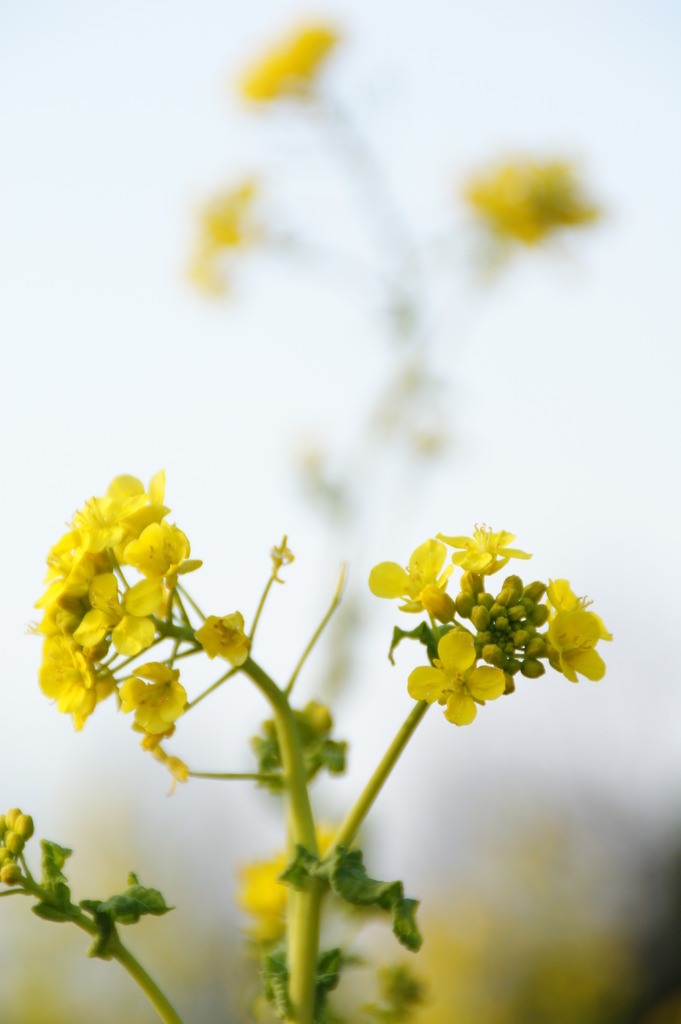 yellow and sky