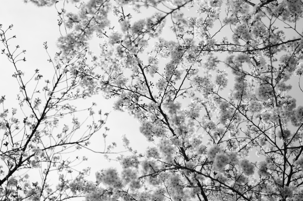 sakura