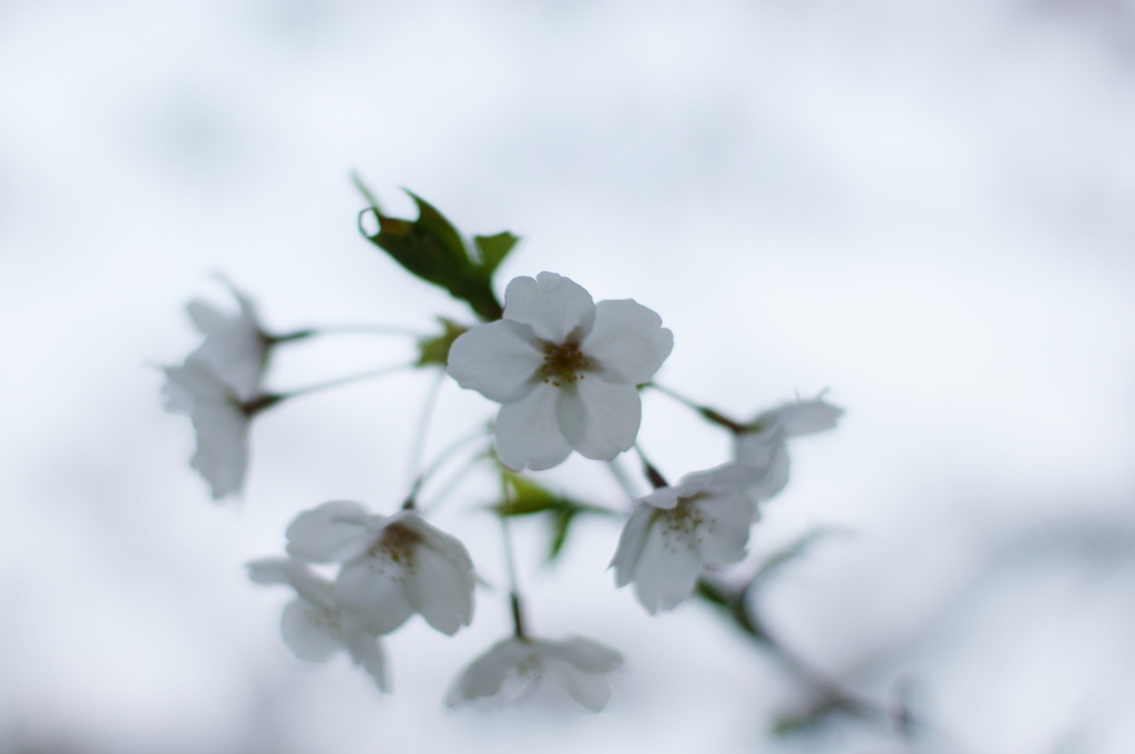 cherry blossom