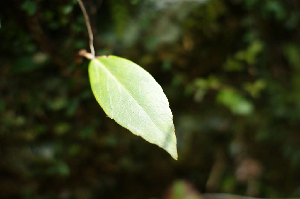 leaf