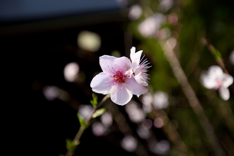 Sakura 2009