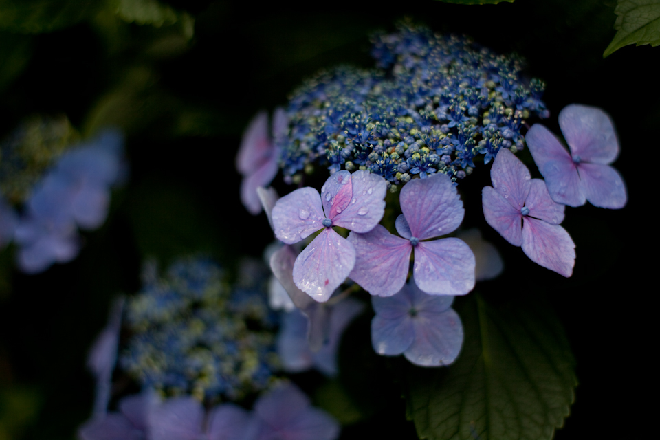 紫陽花 June/2009 #02