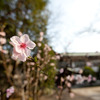 Sakura 2009