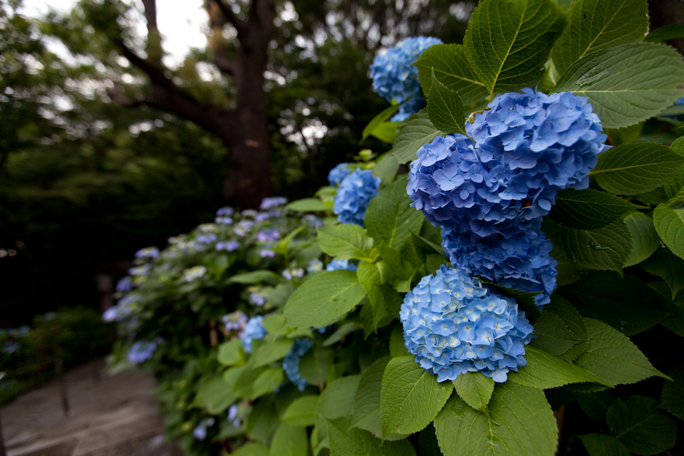 紫陽花 June/2009 #07