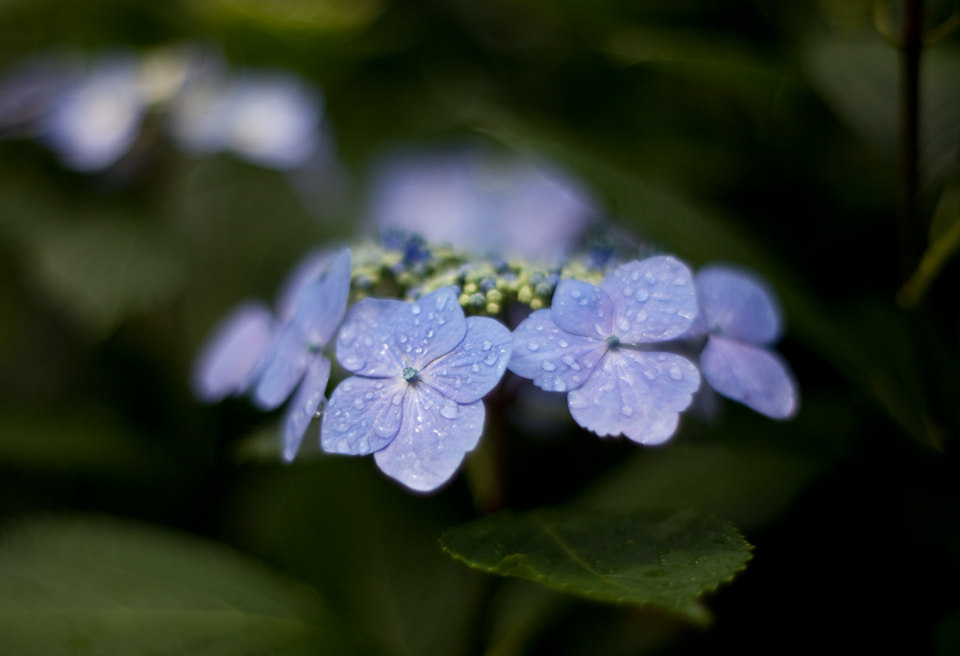 紫陽花 June/2009 #03