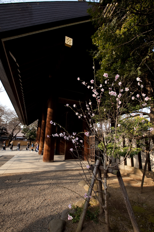 Sakura 2009