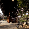 Sakura 2009